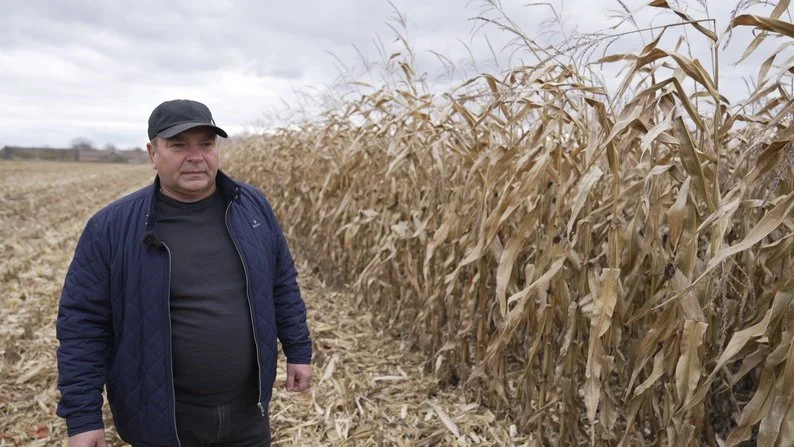 На Вінниччині через дощі зібрали лише 24% кукурудзи: у чому причина На Вінниччині через дощі зібрали лише 24% кукурудзи: у чому причина