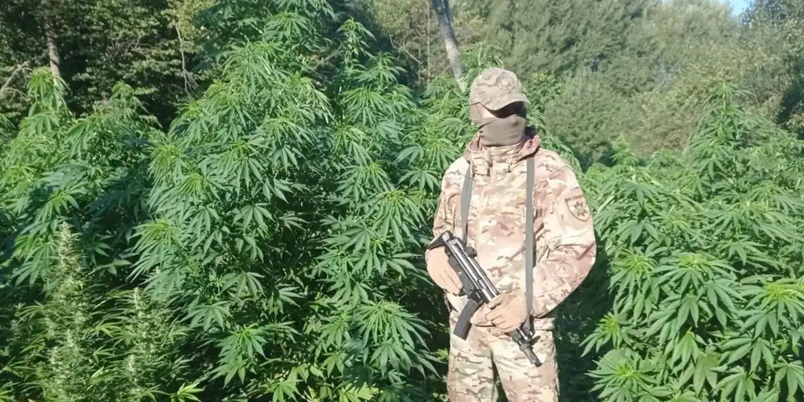 Правоохоронці ліквідували на Вінниччині масштабну наркоплантацію Правоохоронці ліквідували на Вінниччині масштабну наркоплантацію