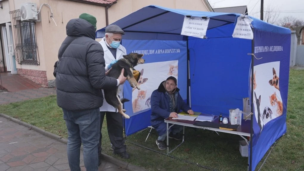 Через спалах сказу на Вінниччині активізували щеплення свійських і домашніх тварин