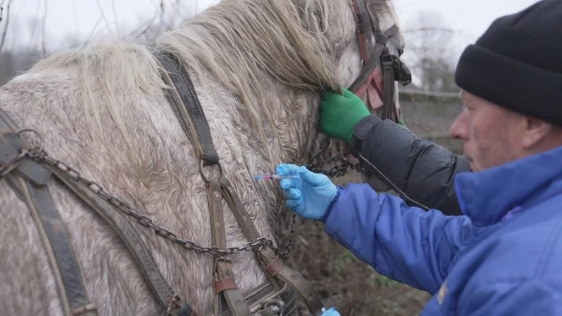 Через спалах сказу на Вінниччині активізували щеплення свійських і домашніх тварин Через спалах сказу на Вінниччині активізували щеплення свійських і домашніх тварин
