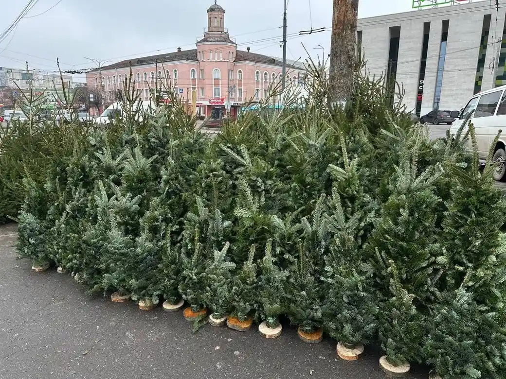 У Вінниці стартував продаж ялинок: де купити та які ціни