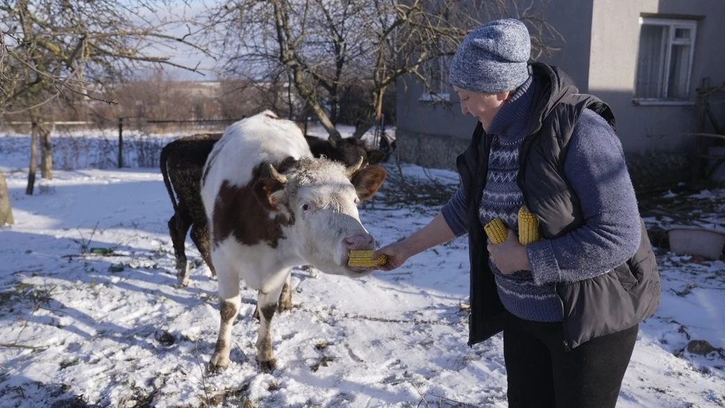 Пів ціни за техніку: на Вінниччині домогосподарствам компенсують купівлю доїльних апаратів Пів ціни за техніку: на Вінниччині домогосподарствам компенсують купівлю доїльних апаратів