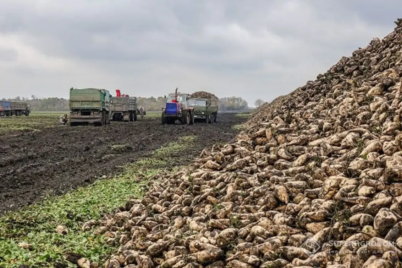 Вінниччина наростила виробництво цукру попри складний сезон