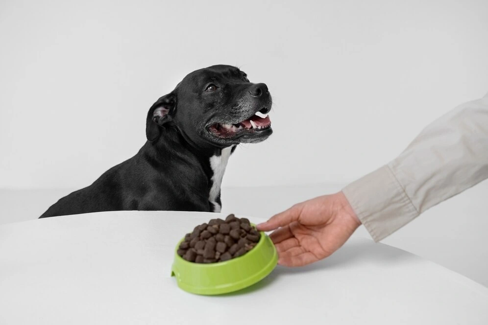 Купити сухий корм для собак: популярні та якісні бренди в BestPet з доставкою по Україні