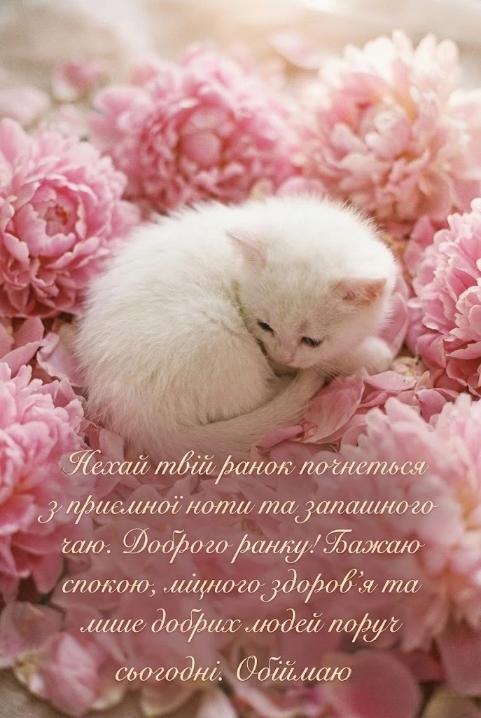 Доброго ранку: картинки з котиками для гарного настрою та затишку