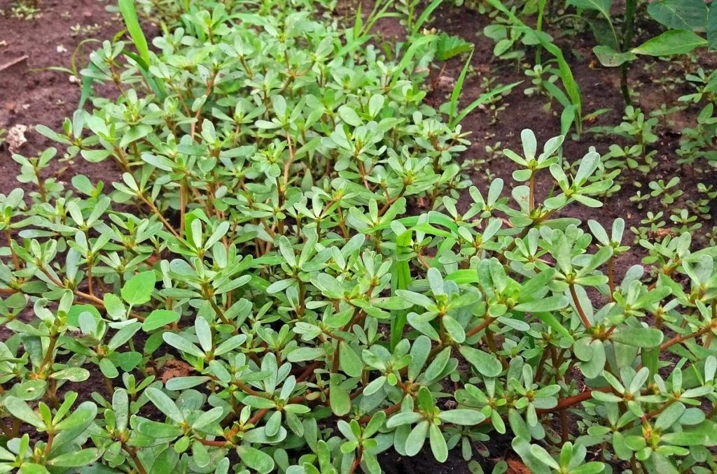 Боротьба з портулаком: ефективні методи знищення «невмирущого» бур’яну