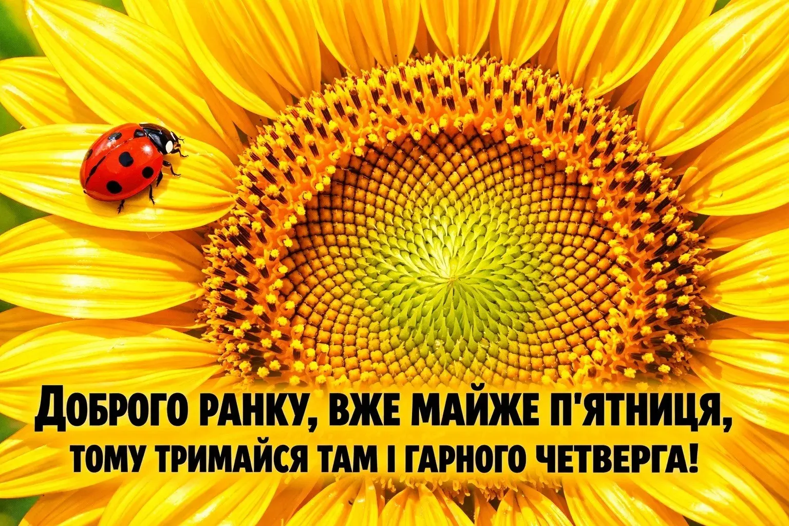 Доброго ранку та гарного четверга: найтепліші побажання та красиві листівки для гарного настрою