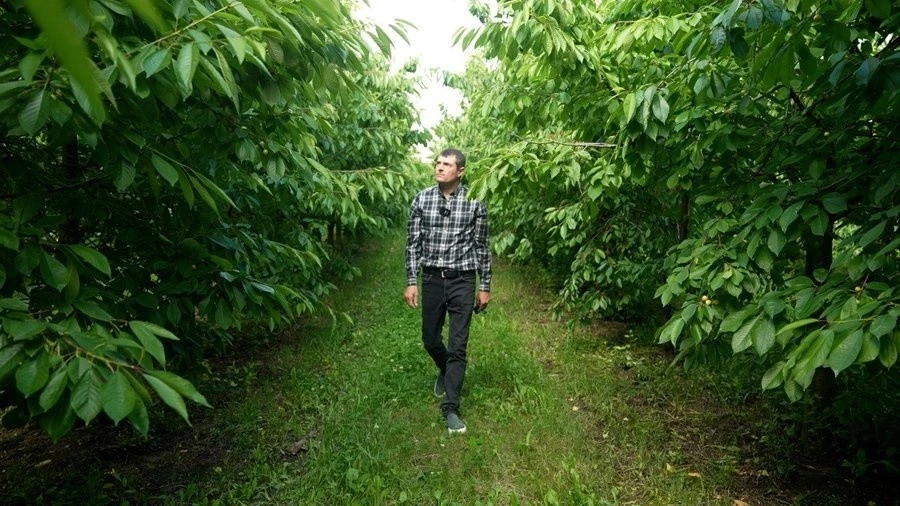Вінницькі садівники втрачають врожай через аномальні зливи