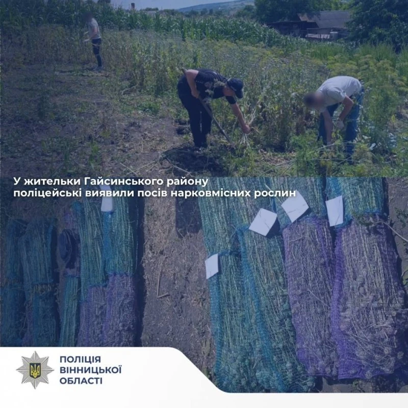 Понад 800 кущів маку виявили правоохоронці на подвір’ї вінничанки